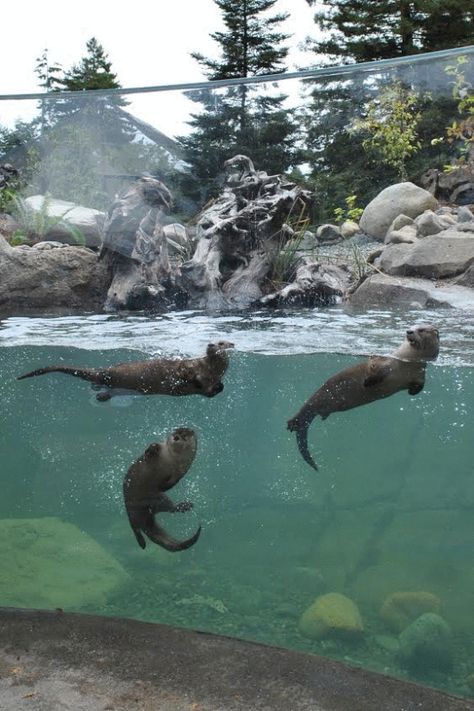 Watershed Heroes, Sequoia Park Zoo, Eureka, Californië, USA by Studio Hanson Roberts ... #Zoo #Zoological #ZooDesign #ZooArchitecture #Animals #ZooAnimals Zoo Pictures, River Otters, Zoo Architecture, Zoo Photos, Zoo Park, River Otter, Animal Sanctuary, The Zoo, Zoology