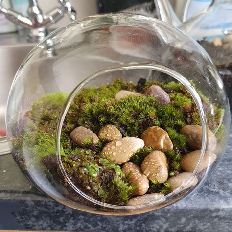 Terrarium Ideas, Sphagnum Moss, Moss Terrarium, Glass Sphere, Plants Decor, Vivarium, House Plants Decor, Glass Terrarium, Plant Decor