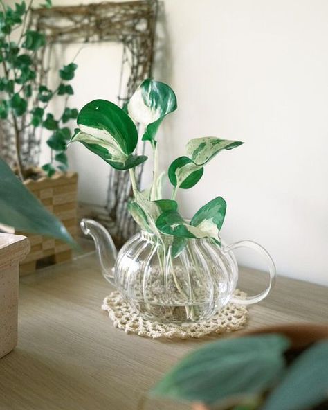 Check out the most beautiful Types of Pothos You Can Grow in Water! Display them in jars and vases of your choice on tabletops or windowsills! Pothos House Decor, Pothos Centerpieces, Pothos In Water Vase, Plants In Water Vase, House Plants In Water, Houseplants In Water, Plant Ideas Indoor, Indoor Plant Hacks, Medicinal Teas