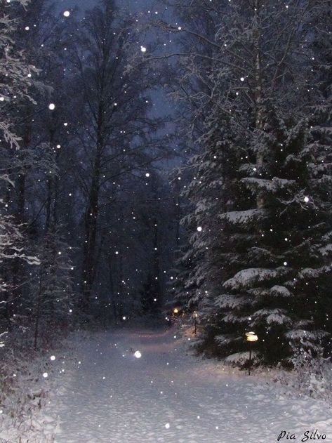 Snow Night, Snow Falling, Christmas Forest, Winter Sky, Night Forest, Snowy Forest, Night Landscape, Winter Love, Winter Wallpaper