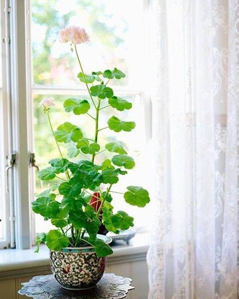 how-to-grow-geranium-indoors-3 Geraniums Indoors, Growing Geraniums, Geranium Care, Potted Geraniums, Pink Geranium, Indoor Gardens, Interior Plants, Container Flowers, Growing Indoors