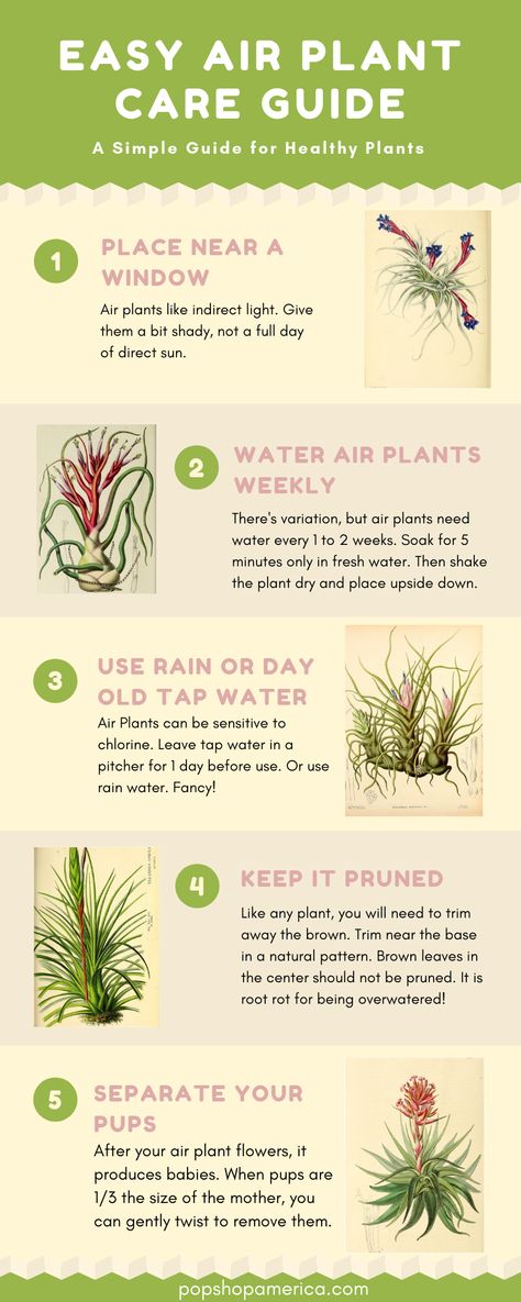 Easy Air Plant Care Guide with Infographics | https://www.popshopamerica.com/blog/easy-air-plant-care-guide-with-infographics/ Types Of Air Plants, Air Plants Diy, Air Plant Care, Air Plant Garden, Low Maintenance Indoor Plants, Air Plants Decor, Plant Care Guide, Plants Care, Air Plants Care