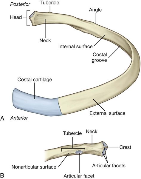 Ribs Anatomy, Skeletal System Anatomy, Human Skeletal System, Human Skeleton Anatomy, Anatomy Bones, Human Body Organs, Bolesti Chrbta, Basic Anatomy And Physiology, Brain Anatomy