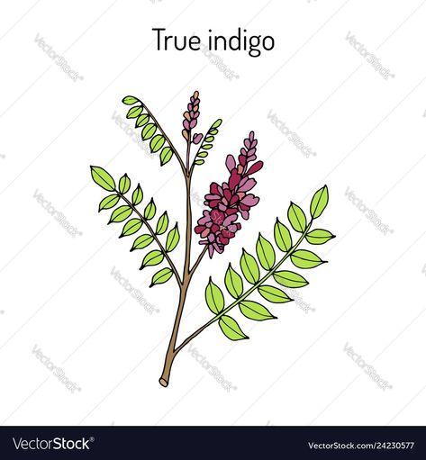 Indigofera Tinctoria, Botanical Vector, Indigo Plant, Plant Vector, Plant Stem, Plant Illustration, Plant Art, All About Plants, Medicinal Plants