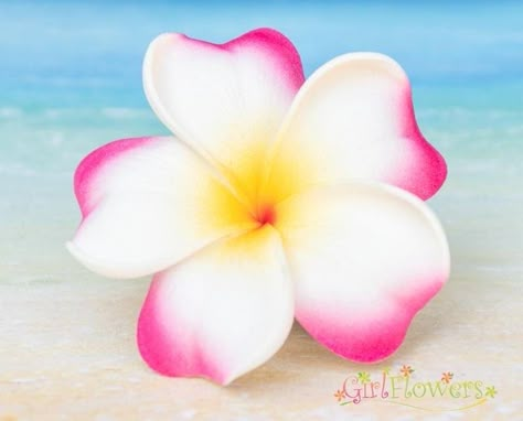 Beach Party Accessories, White Plumeria, Tropical Core, Key West Kitten, Purple Tips, Coconut Dream, Alligator Hair Clip, Pink Hibiscus, One Flower