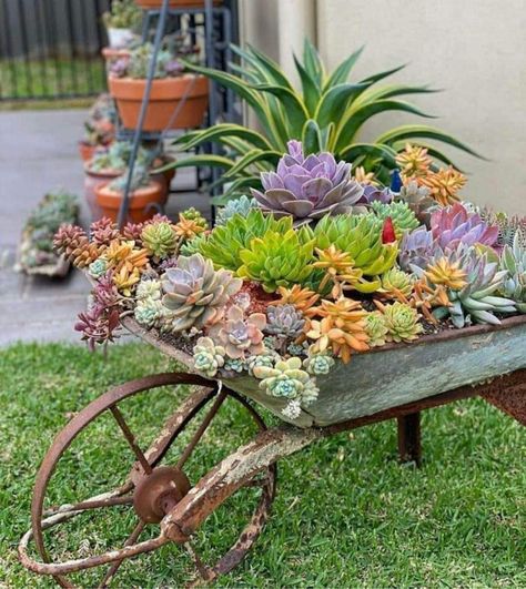 Vintage wheelbarrow turned into a planter for succulents. Backyard beauty. Vintage Wheelbarrow, Can Upcycle, Succulent Garden Landscape, Wheelbarrow Planter, Garden Fence Art, Wheelbarrow Garden, Wheel Barrow, Wheelbarrows, Succulent Garden Design