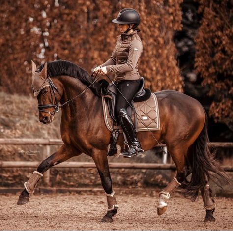 Dressage Photography, Equestrian Photography, Equestrian Dressage, Show Jumping Horses, Equestrian Aesthetic, Beautiful Horse Pictures, Horse Inspiration, Horse Riding Clothes, Horse Dressage