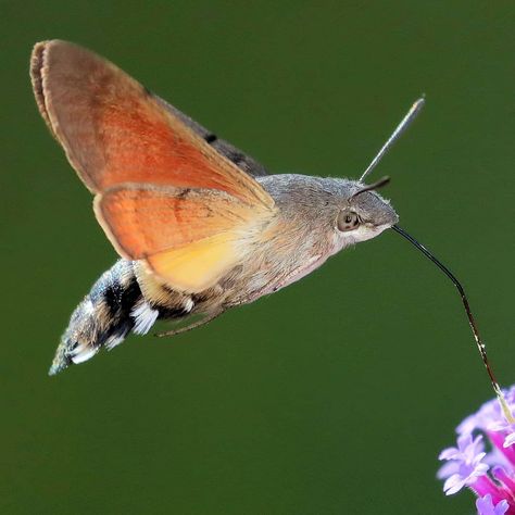 Had this superb Hummingbird Hawk Moth (Macroglossum stellatarum) feeding on my patio Verbena at the weekend #hummingbirdhawkmoth… Hummingbird Hawk Moth, Wings Artwork, Cute Moth, Hummingbird Moth, Insect Species, Cool Insects, Hummingbird Pictures, Insect Photography, Cool Bugs