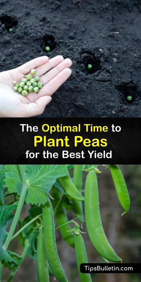 Planting Peas From Seed, How To Grow Snap Peas, Planting Sweet Peas, Sweet Pea Trellis Ideas, Grow Snap Peas, Growing Snap Peas, Sugar Snap Peas Growing, Peas Trellis, Snap Pea Trellis