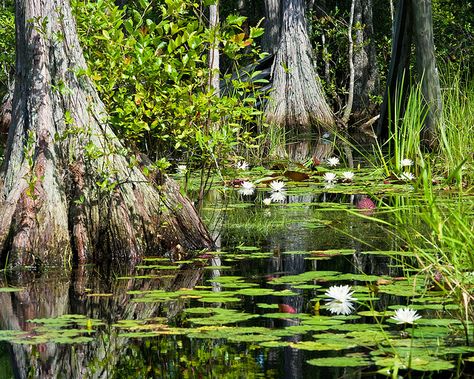 Okefenokee Swamp ( I did this trip for my husband, but it was beautiful) Swamp Pictures, Swamp Painting, Okefenokee Swamp, Louisiana Swamp, Swamp Witch, Natural Pond, The Bayou, Georgia On My Mind, Cypress Trees