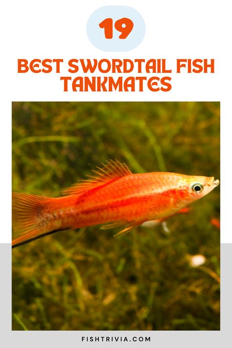 Find the perfect partners for your Swordtail fish with our straightforward and effective guide. Swordtail Fish, Platy Fish, Aquarium Maintenance, Community Tanks, Guppy Fish, Butterfly Fish, Discus Fish, Aquatic Ecosystem, African Cichlids