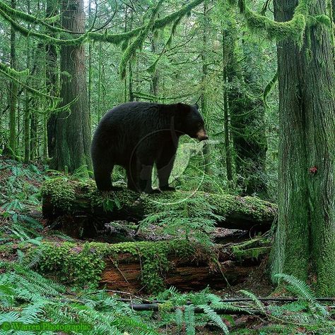 I went to Bear Training and learned if you come across a bear in the forest you're supposed to put your arms up and tell it, "Woah, bear." I will tell it "Aiaiaiaiaiiaiaiaiaia." Bear In Forest, American Black Bear, Bear Hunting, Bear Paintings, Temperate Rainforest, Forest Photos, Bear Pictures, Anime Animals, Bear Art