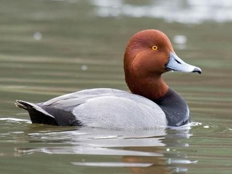 Redhead Breeding male Redhead Light, Redhead Duck, Waterfowl Taxidermy, Duck Mount, Waterfowl Art, Duck Species, Duck Breeds, Duck Pictures, Duck Photo