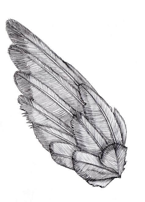 line drawing of a bird wing052a Bird Wing Illustration, Bird Wing Pattern, Birds Wings Drawing, Wings Line Drawing, Bird Feathers Drawing, How To Draw Bird Wings, Bird Wing Drawing, Bird Wings Drawing, Wing Architecture