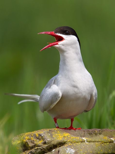 Domestic Birds, Farne Islands, Arctic Tern, Northumberland England, Water Birds, Shorebirds, Nature Birds, Noah's Ark, Sea Birds