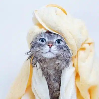 DIY Cat Shampoo: 5 Homemade Recipes With Simple Ingredients - Catster Diy Cat Shampoo, Diy Oatmeal, Cat Shampoo, Homemade Shampoo, Long Haired Cats, Pet Shampoo, Diy Cat, Cat Diy, Diy Stuffed Animals