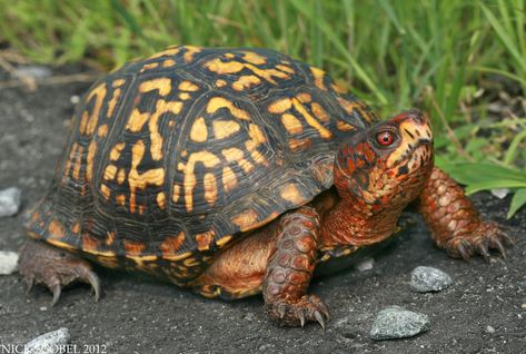 Box Turtle Food, Box Turtles, Eastern Box Turtle, Moose Pictures, Kawaii Turtle, Tortoise Care, Desert Tortoise, Box Turtle, Animal Illustration Art