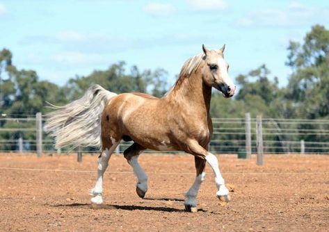 Welsh Cob Section D, Horse Poses, Coat Ideas, Mini Horses, Pony Breeds, Miniature Horses, Horse Coats, Horse Colors, Dream Horse