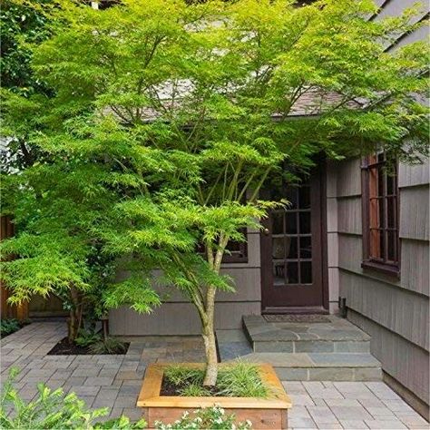 Japanese Maple, slate patio Japanese Maple Tree Landscape, Green Japanese Maple, Maple Tree Landscape, Acer Palmatum Dissectum, Japanese Garden Decor, Small Trees For Garden, Small Japanese Garden, Japanese Garden Design, Japanese Maple Tree