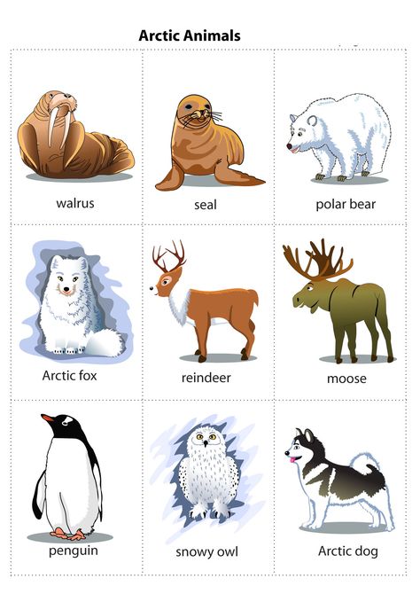 English Primary School, Fairy Tales Preschool, Animals Name In English, Preschool Charts, Roses Gif, Animal Lessons, Winter Activities Preschool, Animal Flashcards, Snow Activities