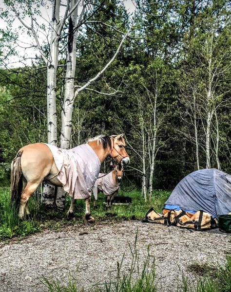 Camping With Horses Trail Riding, Horseback Camping, Camping With Horses, Horse Paradise, Horse Disciplines, Horse Lifestyle, Horse Camping, Horse Travel, Trail Riding Horses