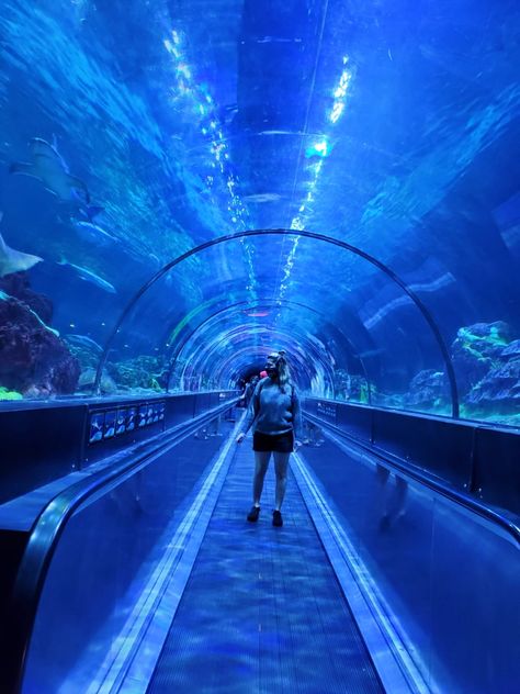 Aquarium, Blue, Orlando, New Years, 2021, Tunnel, HUJI Tunnel Aquarium, Aquarium Tunnel, After Movie, Aquarium Design, Glass Floor, Red Sea, Antalya, Walkway, South Florida