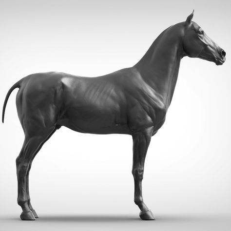 Horse Anatomy Study, Temple Wall Art, Buddhist Art Drawing, Horse Anatomy, Horse Games, Digital Sculpting, Model Reference, Anatomy Study, Sport Horse