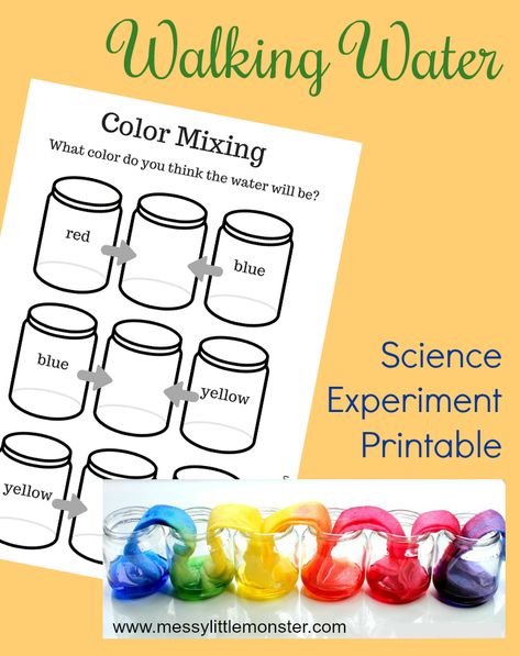 Rainbow Walking Water Science Experiment Walking Water Science Experiment, Rainbow Worksheet, Walking Water Experiment, Vetenskapliga Experiment, Water Science Experiments, Rainbow Experiment, Easy Science Projects, Walking Water, Water Experiments