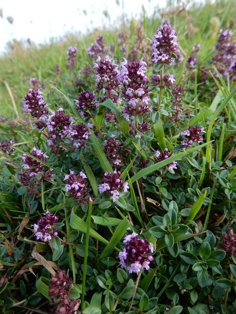 Thymus pulegioides, Large Thyme Plants For Planters, Garden Mood Board, Thyme Flower, Create A Calendar, Fairy Things, Planter Project, Courtyard Gardens Design, Courtyard Gardens, Gardening Vegetables