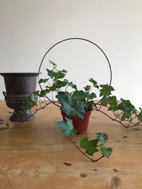 Create this easy ivy topiary to add character and charm to your home. You can use any kind of decorative container but I like the look of an urn because I like the proportion of the urn's shape coupled with the round topiary Use An Old Tomato CageThe first thing you’re going to need is some kind of circular frame. You can use heavy wire or a wire coat hanger and form your own. Or if you have an old pathetic tomato cage laying around like I did — you can use that!Cut the center ri… Ivy Topiary Indoor, Ivy Topiary Diy, Bohemian Beach Decor, Ivy Topiary, Topiary Diy, Sunflower Arrangements, Topiary Plants, Ivy Vine, Circular Frame