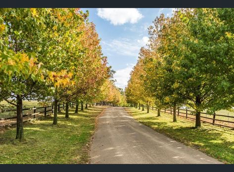 Tree Lined Driveway Country Farms, Lined Driveway, Farm Landscaping, Driveway Entrance Landscaping, Blue Wedding Decorations, Tree Lined Driveway, Horse Country, Driveway Entrance, Driveway Landscaping