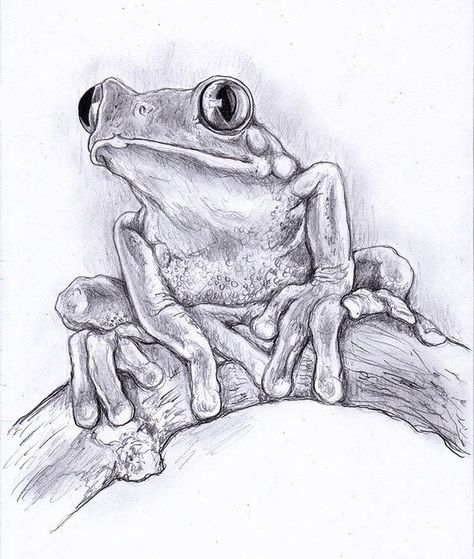 Animal Art Drawing, Sketches Of Animals, Animals To Draw, Frog Sketch, Realistic Animal Drawings, Drawing Tree, Traditional Drawing, Pencil Drawings Of Animals, Frog Drawing