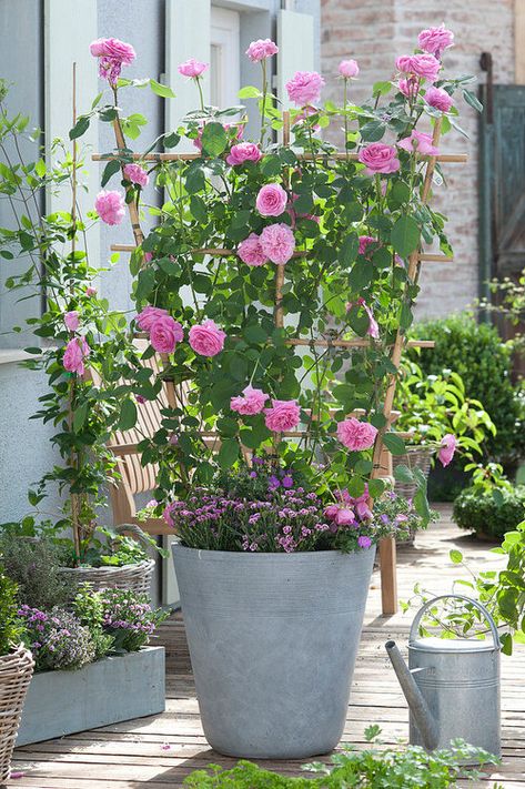 Roses In Pots Ideas, Roses In Containers Pots Patio, Potted Roses Patio, Potted Rose Garden, Planting Roses In Pots, Garden Pots Ideas, Rose In Pot, Roses In Containers, Roses In Pots