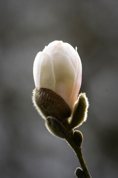 "Be of good cheer. Do not think of today's failures, but of the success that may come tomorrow. You have set yourselves a difficult task, but you will succeed if you perservere; and you will find a joy in overcoming obstacles. Remember no effort that we make to attain something beautiful is ever lost." - Helen Keller Magnolia Bud, Chinese Painting Traditional, Be Of Good Cheer, Star Magnolia, Philips Lumea, Flower Games, Southern Magnolia, Blossom Garden, Magnolia Blossom