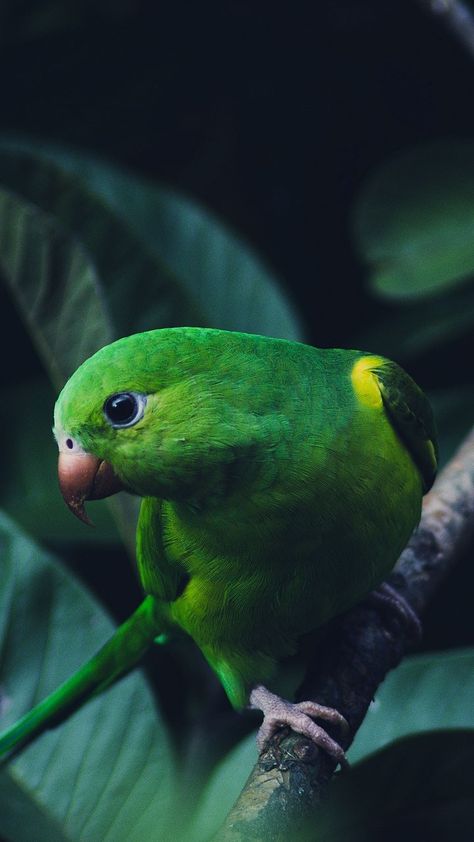 Green Parrot Aesthetic, Tema Wallpaper, Parakeet Colors, Hawaiian Birds, Green Parakeet, Dupatta Painting, Parrot Wallpaper, Tree Wallpaper Iphone, Florida Wildlife