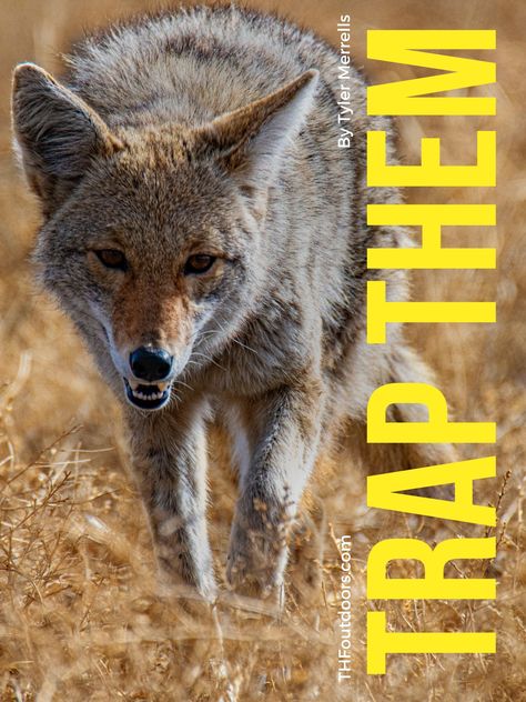 There are 22 tips to trapping coyotes. We cover gear, trap location, and setting to make sure you have successful coyote catches. Coyote Repellent, Keep Coyotes Out Of Yard, Coyote Symbolism, Coyote Tracks, Coyote Trapping, Coyote Pack, Beginners Guide, Animals