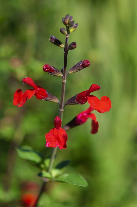 How To Propagate Russian Sage, Autumn Sage Plants, Growing Sage From Seed, Purple Sage Bush, Scarlet Sage Plant, Red Salvia, Salvia Greggii, Autumn Sage, Butterflies And Hummingbirds