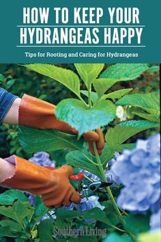 Hydrangea Plant Care, When To Prune Hydrangeas, Pruning Hydrangeas, Hydrangea Landscaping, Garden Remedies, Hydrangea Care, Growing Hydrangeas, Hydrangea Garden, Planting Hydrangeas