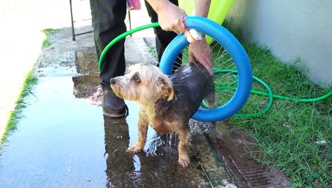 Pool noodles are great for kids enjoying a summer swim, but they're also incredibly useful for DIY projects that can make life easier or more fun for you and your dog. Noodle Crafts, Dog Life Hacks, Dogs Stuff, Pool Noodle, Pool Noodles, Flirting Tips For Girls, Dog Hacks, Fun For Kids, Sports Pictures