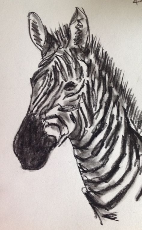 Zebra Drawing Sketches, Museum Sketchbook, Zebra Sketch, Zebra Drawing, Zebra Pictures, Zebras Animal, Animal Study, Artists For Kids, Creative Stuff