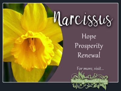 Flower Meanings | Birth Flowers | The Language of Flowers | Floriography Plant Meanings, Flower Healing, Flower Symbolism, Narcissus Flowers, December Birth Flower, Flower Magic, Magickal Herbs, Narcissus Flower, Flower Meanings