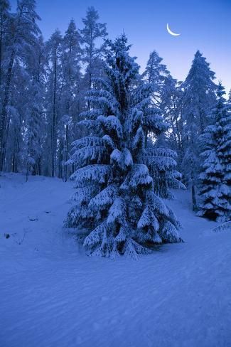 size: 24x16in Photographic Print: Winter Wood, with Crescent by Ludwig Mallaun :