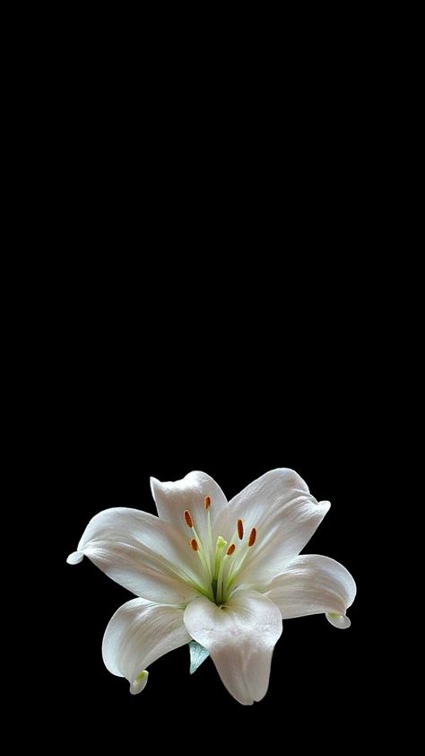 Simple Wallpapers Flowers, Phone Lock Screen Wallpaper Beautiful, Initial Flower Wallpaper, Always On Display Wallpaper Black, Flower Initial Wallpaper, Black Background With Flower, Flower Asthetics Photos Wallpaper, Black Flower Wallpaper Iphone, Flower With Black Background Wallpaper