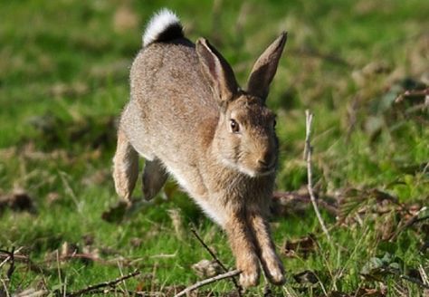 Appalachian Cottontail | No time to hide Easter eggs when you are sprinting away from a ... Eastern Cottontail, Cottontail Rabbit, Rabbit Jumping, Lop Rabbit, Animal Photography Wildlife, Holland Lop, Eating Breakfast, Animal Book, Bunny Art