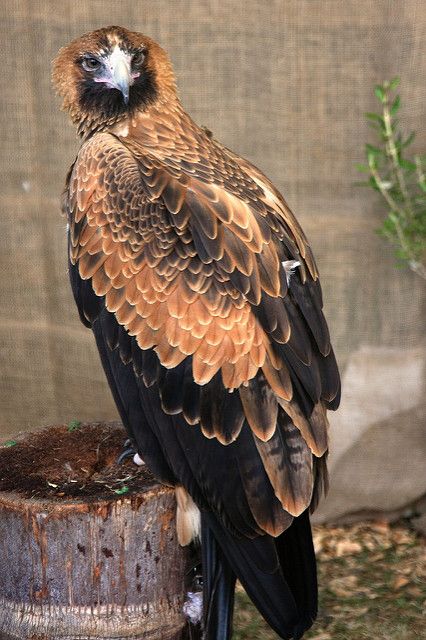 Wedge Tailed Eagle, Raptors Bird, Bird Of Prey, Australian Birds, Nature Birds, Bird Pictures, Exotic Birds, Pretty Birds, Colorful Birds