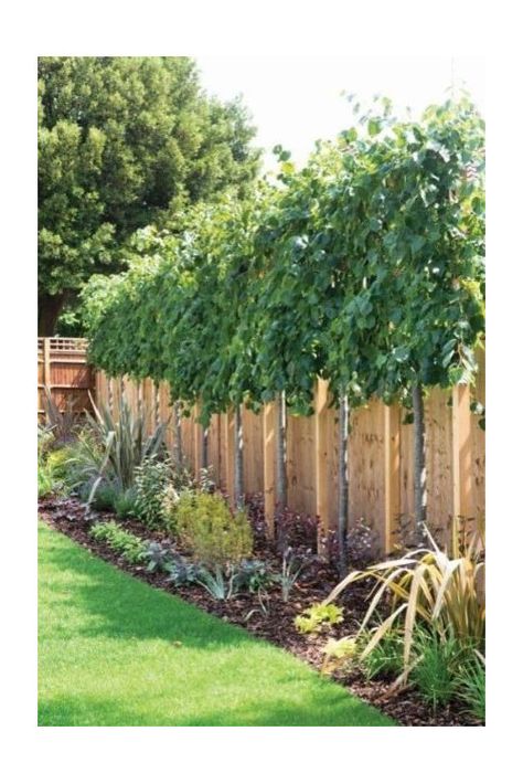 Privacy Trees, Privacy Landscaping, Garden Privacy, Front Yard Design, Backyard Privacy, Garden Screening, Easy Landscaping, Garden Shrubs, Fence Landscaping