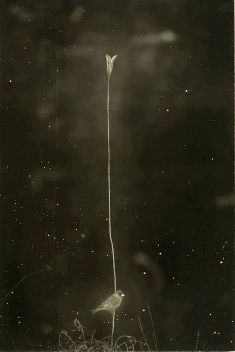 ~ Masao Yamamoto Yamamoto Masao, Masao Yamamoto, Japanese Photography, Robert Frank, Minimalist Photography, Light And Shadow, White Photography, Japanese Art, Photographic Prints