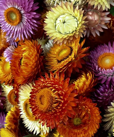 How to dry strawflowers - my tried and tested methods | Dried Flower Decor, Fall Color Pallet, Oil Painting Inspiration, Everlasting Flowers, Wooden Sheds, Dried Floral, Floral Wire, Flower Decor, Fall Color