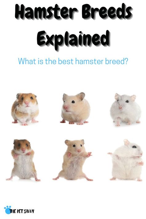 What are the different hamster breeds and which one makes the best pet? In this post, you will discover all the different hamster breeds, colors and fur patterns - from the rarest to the most common #hamster #hamsters #hamsterbreeds #hamstercolors #hamsterpatterns #hamstercare #happyhamster #besthamster #rarehamster #syrianhamster #siberiandwarfhamster #campbellhamster #roborovskihamster #chinesehamster #cutehamster #cutepets #pocketpets Campbell Hamster, Chinese Hamster, Roborovski Hamster, Hamster Breeds, Bear Hamster, Hamster Life, Coat Types, Hamster Care, Baby Hamster