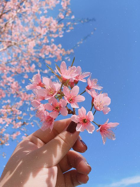 Vietnamese Peach Blossom is not Cherry Blossom Sakura from Japan. #pink #peachblossom #Dalat #Japanaesthetic #pinkaesthetic Surreal Scenery, Cherry Blossom Images, Cherry Blossom Pictures, Peach Blossom Flower, Anime House, Cherry Blossom Wallpaper, Cherry Blossom Japan, Blossom Cookies, Cherry Blossom Season